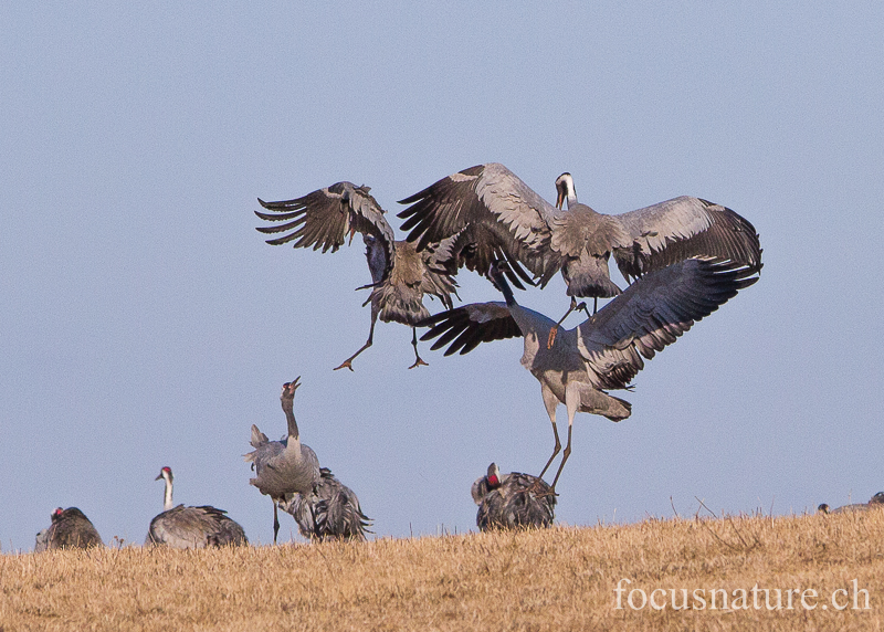 Grue 5652.jpg - Grue cendrée, Grus Grus, Common Crane - Parade au Hornborgasjon (Suède) Avril 2013